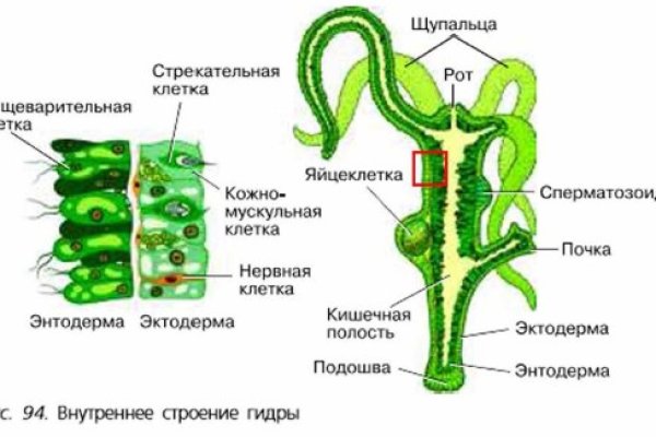 Ссылка на кракен 2024